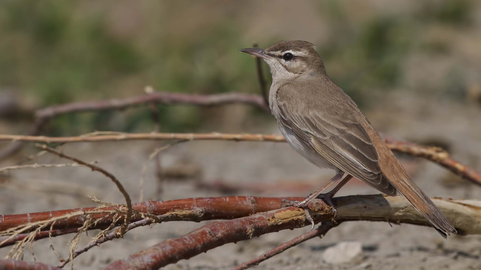 Rufous-tailed Scrub-Robin